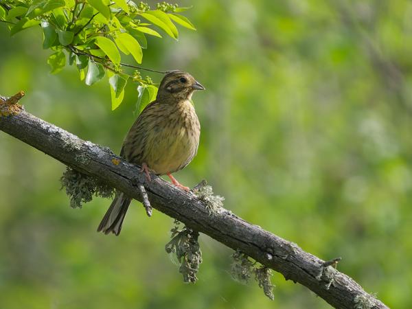 Cirlgors (Emberiza cirlus)